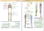 دانلود PDF کتاب آناتومی گری اندام جلد دوم غلامرضا حسن زاده 280 صفحه پی دی اف-1