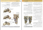دانلود PDF کتاب آناتومی گری اندام جلد دوم غلامرضا حسن زاده 280 صفحه پی دی اف-1